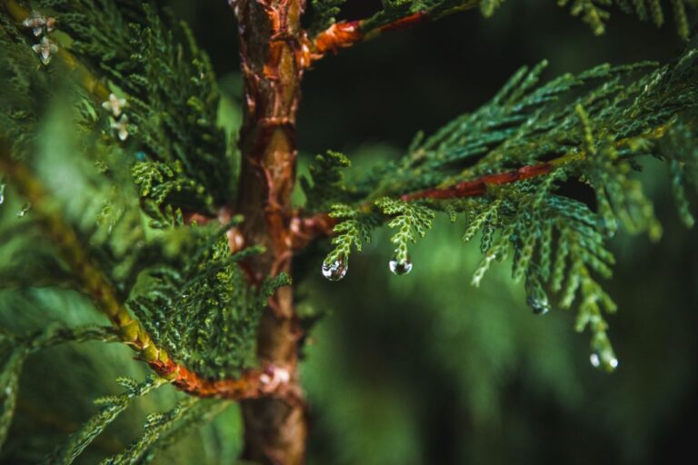 5 hinoki cypress