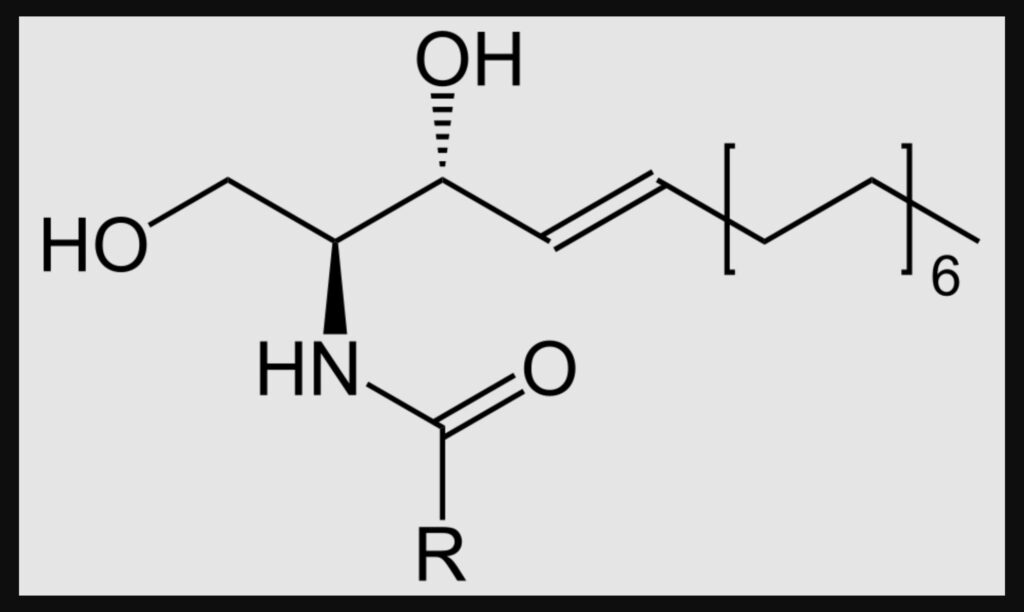 Why Ceramides Matter More in Fall: The Science Behind a Healthy Skin Barrier ceramide structure — wikimedia commons public domain