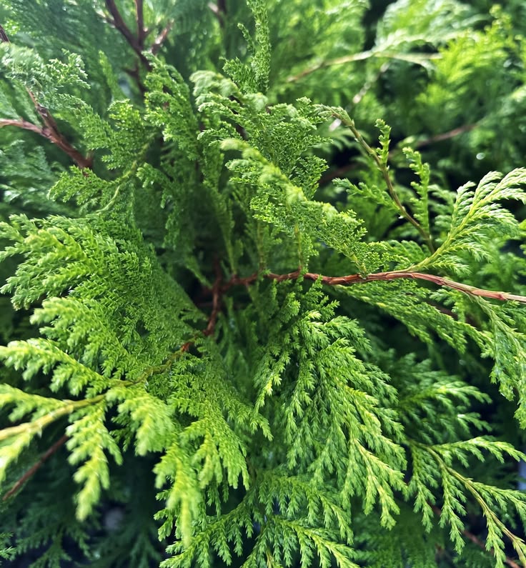 Hinoki cypress tree foliage used in skincare ingredients