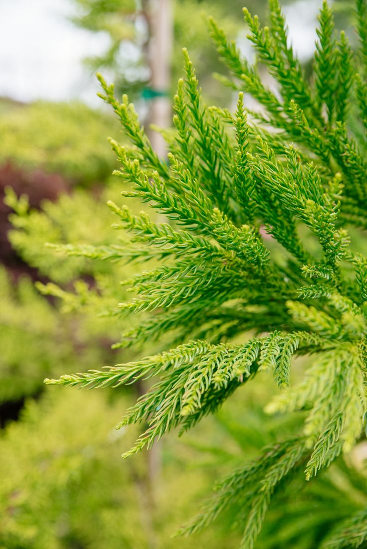 Hinoki cypress branches (Chamaecyparis obtusa)