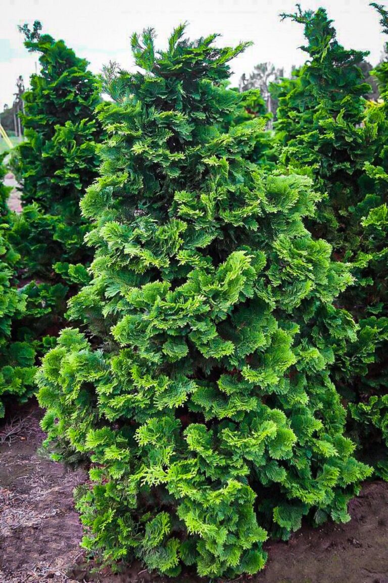 japanese cypress tree