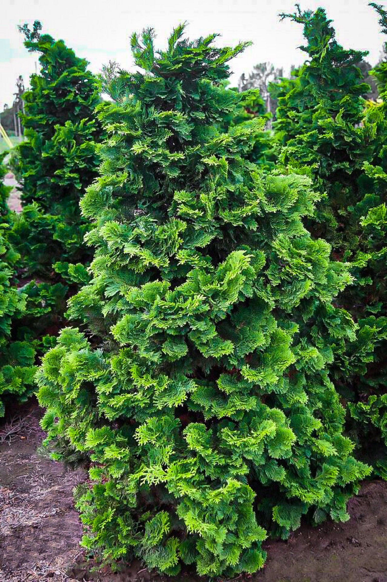 japanese cypress tree