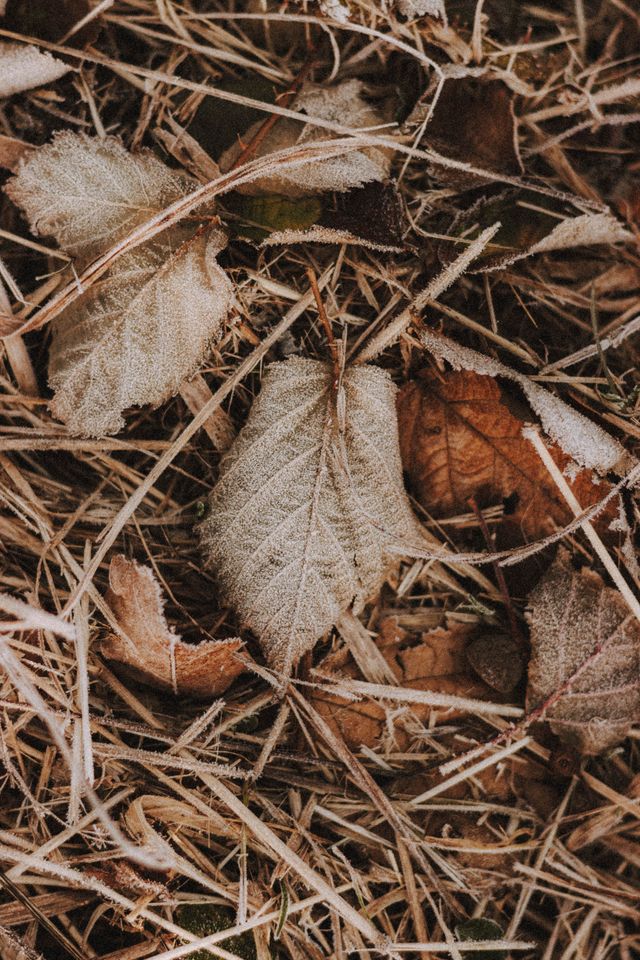 Why Ceramides Matter More in Fall: The Science Behind a Healthy Skin Barrier Frost-covered dry leaves representing cooler and drier autumn and winter conditions.